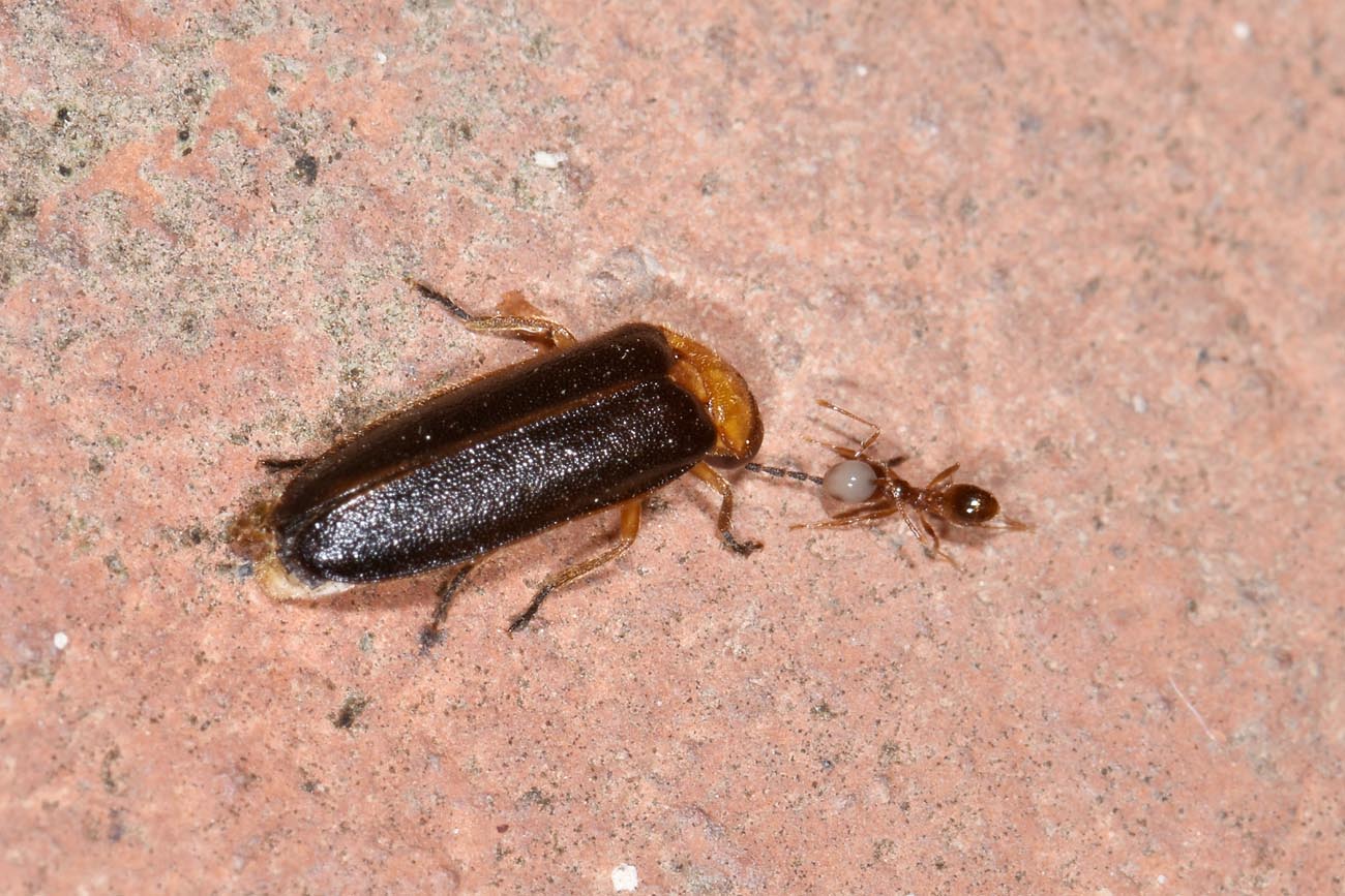 Luciola lusitanica:  Tentativo di traino.